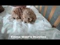 Cockapoo dogs for sale: Bubbles - Video 1
