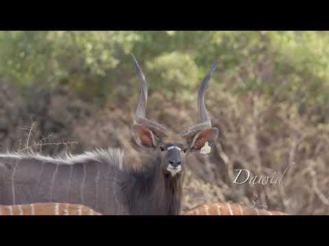 Lot 01 - 32 3/8” DAWID NYALA BULL