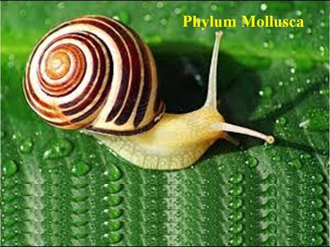 Phylum Mollusca