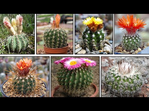 , title : '40 Hermosos Tipos de Cactus Parodia !'