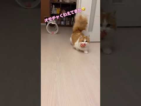 Cute animal video compilation - Very cute Minuet cat looking for toys