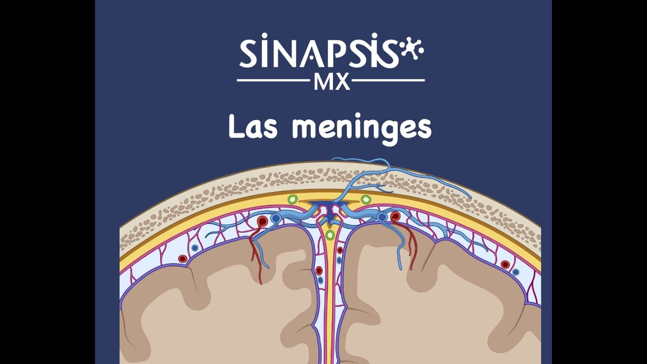 Las meninges