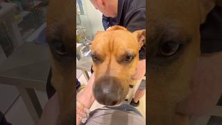 Stitched-up pit bull #pitbull #stiched #veterinary #vet#brave