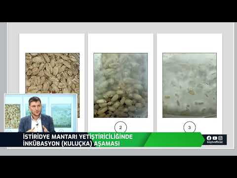 TEORİDEN PRATİĞE MANTAR ÜRETİMİ | İSTİRİDYE MANTARI YETİŞTİRİCİLİĞİNDE KULUÇKA AŞAMASI