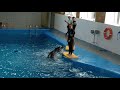 Дельфинарий Dolphin Planet в Ярославле