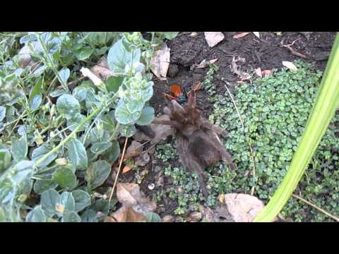 Tarantula Hawk drags a Tarantula through the garden.