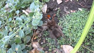 Tarantula Hawk drags a Tarantula through the garden.