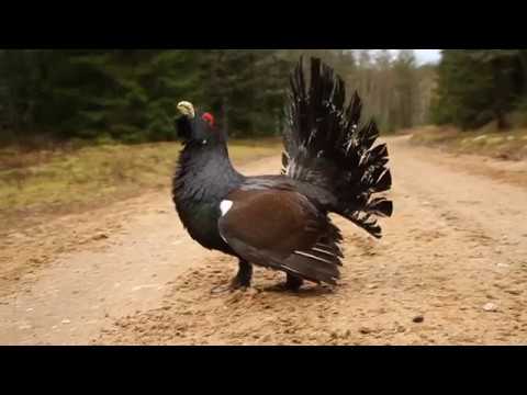 Metsis - Tetrao urogallus