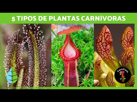 , title : '5 PLANTAS CARNÍVORAS para CULTIVAR en CASA ✅'