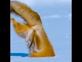 High Stakes Chase In Iceland Fox And Eagle Compete For Prey