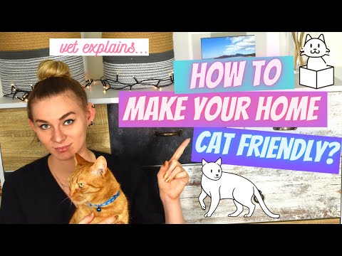 How to make your home cat friendly and your cat happy?