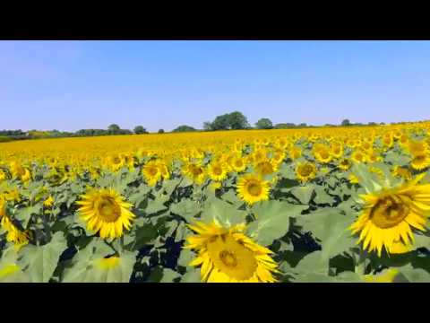 Historia e mbretit dhe bujkut te varfer punetor