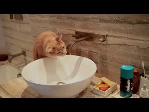 What Are Weird Things Cats Eat?