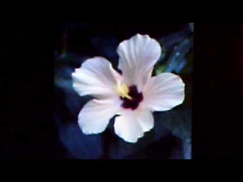 Columbia Orchestra, v./Albert Campbell and Henry Burr:  "That Naughty Waltz"  (1919)