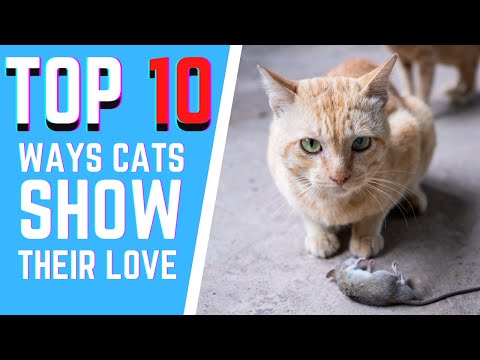 Cats 101 : How cats show their love to you