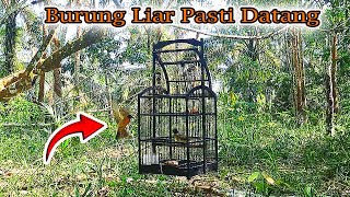Download lagu SUARA PIKAT KUTILANG EMAS GACOR mp3 Download lagu SUARA PIKAT KUTILANG EMAS GACOR mp3
