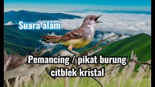 Download lagu Suara Pancing / pikat burung ciblek kristal 3 menit langsung kumpul @TUBE-0479  mp3