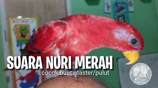 Download lagu suara burung nuri merah || red lory gacor mp3