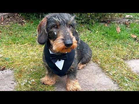 Help! Dachshund Teddy Can’t Decide His Party Look! 😂