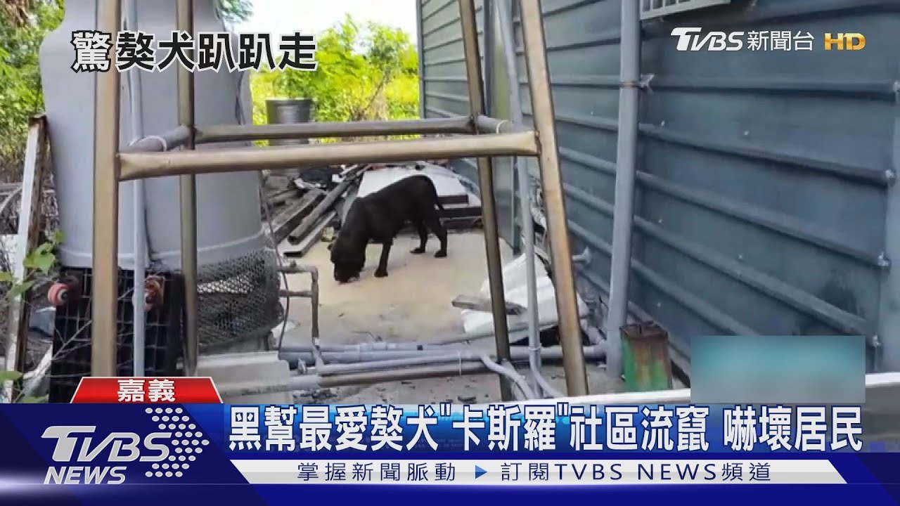 黑幫最愛獒犬「卡斯羅」社區流竄 居民嚇壞吹箭制伏