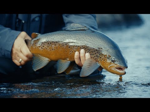 VIP TROUT PROGRAM: Quest for Giant Brown Trout in Kharlovka and Litza