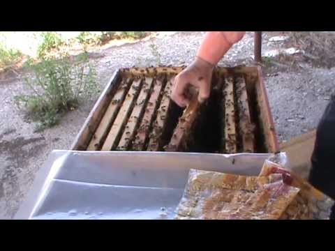 Revizitam familia de albine filmata in Selectia matcilor - cum se produce schimbul linistit de matca