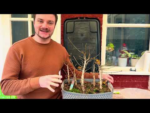 Winter Cleanup for Oak Bonsai Forest: Weeding, Pruning & Insect Care - 2024