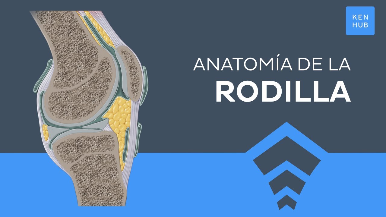 Articulación de la rodilla: Huesos, ligamentos y movimientos  - Anatomía Humana | Kenhub