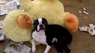 Busted Boston Terrier