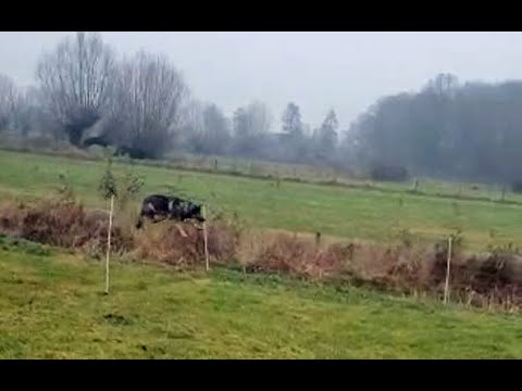 Empfohlener Herdenschutz für Wölfe reichen nicht aus