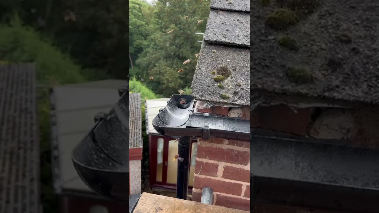 Apex Pest Control technician inspecting and locating a European hornet nest that halted roof maintenance in Yorkshire