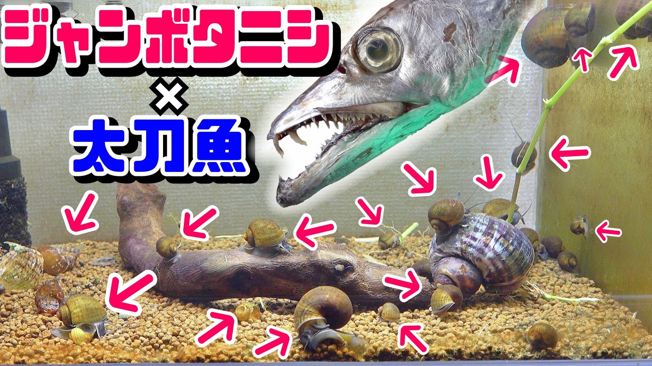 大量ジャンボタニシ水槽にタチウオ投入。