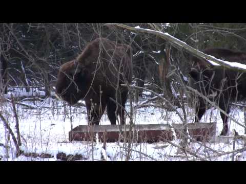 Top 5 Atractii Turistice in Judetul Neamt