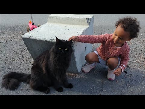 Cutest!! | Linnea Found A Cat