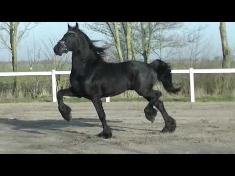 Stal Okkema's Balthazar