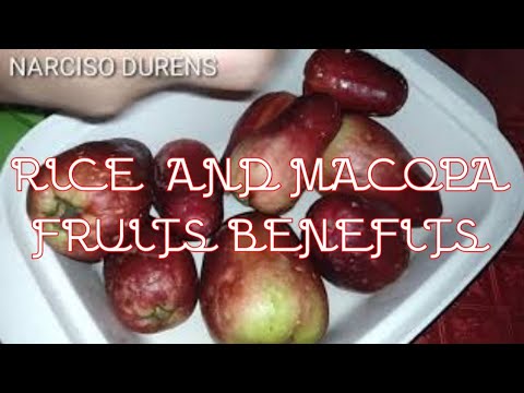 RICE  AND THE BENEFITS  OF MACOPA  FRUITS | NARCISO