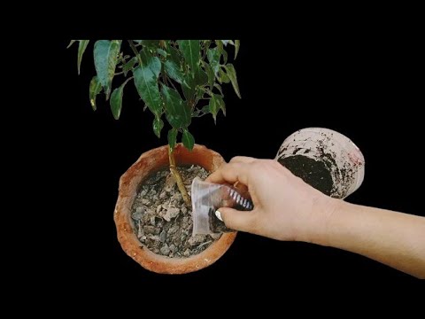 Worlds Easiest Compost Method - How To Compost Literally Anything - Ideal For Beginners