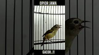 Download lagu Opior jawa gacor #kicaumonster #opiorgacor mp3