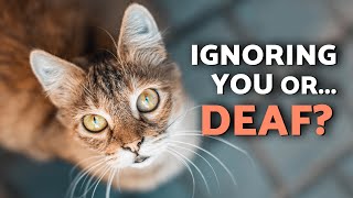 DEAF CAT GUIDE: How to Know if Your Cat Is Deaf 🐱🔊 5 SIGNS You Should NEVER IGNORE!