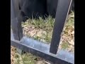Gibbon Takes Eats Apple Slice