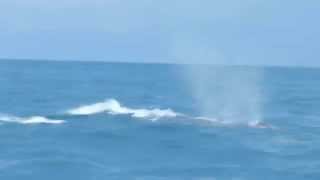 preview picture of video 'Whale Watching (observação de baleias) em Isla Contadora - Panamá'
