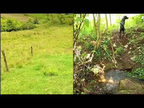 Emprendimiento bovino lechero. Juan David Ruge. Pasca, Cundinamarca.
