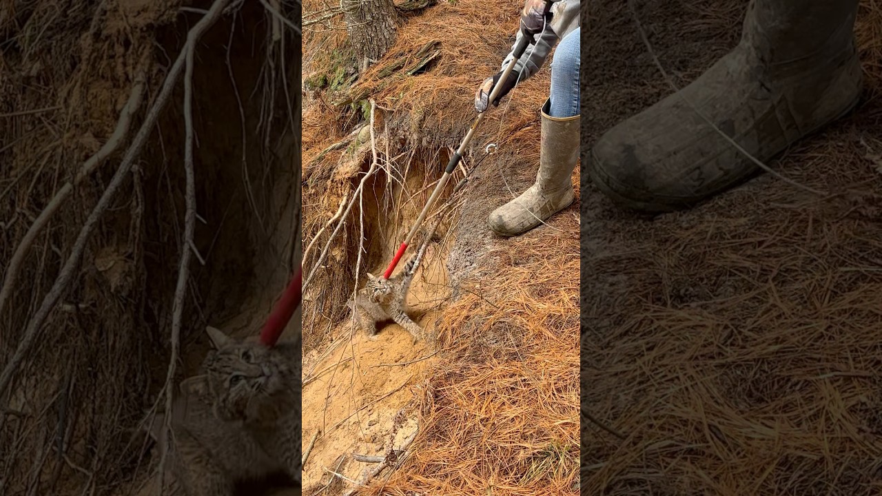 Releasing a bobcat from a trap