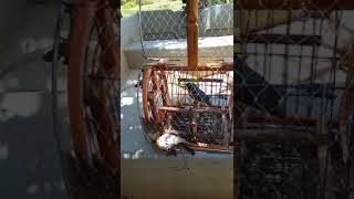 Download lagu Murai buluh suara nyaring mp3 Download lagu Murai buluh suara nyaring mp3