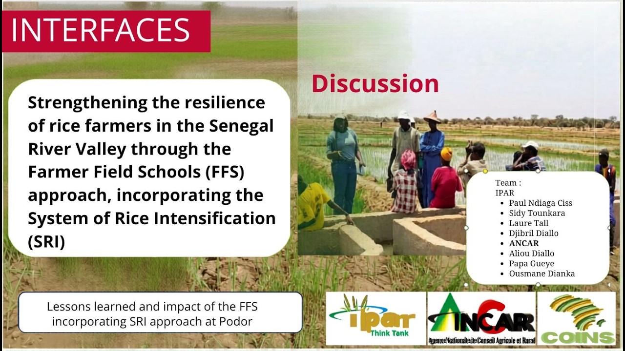 Resilience of rice farmers | Senegal River Valley | INTEWRFACES