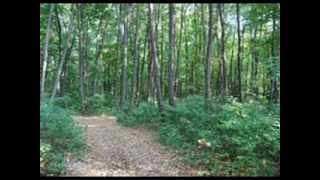 Fain canta frunza in codru