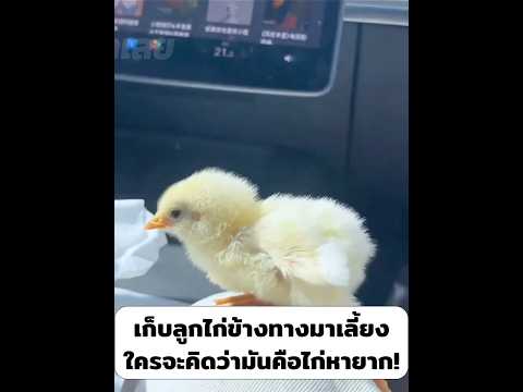 เก็บลูกไก่ข้างทางมาเลี้ยง ใครจะคิดว่ามันคือไก่หายาก!