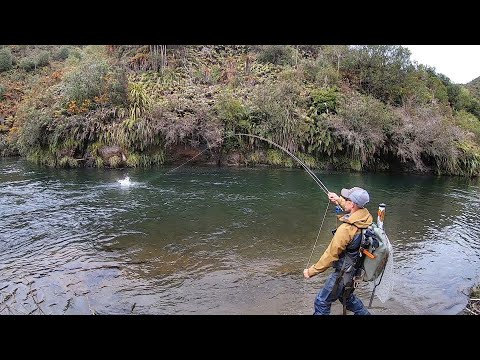 Masser af ørred-action