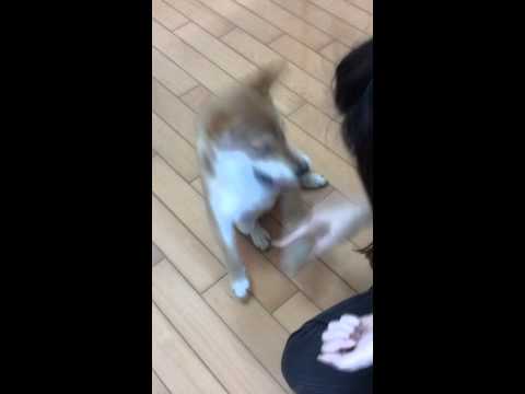 媽咪~我要復活不要複習功課啦!柴犬表演(原發表者:阿宰麻)(影片)