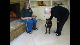 Video preview image #1 Labrador Retriever-Unknown Mix Puppy For Sale in Germanton, TN, USA